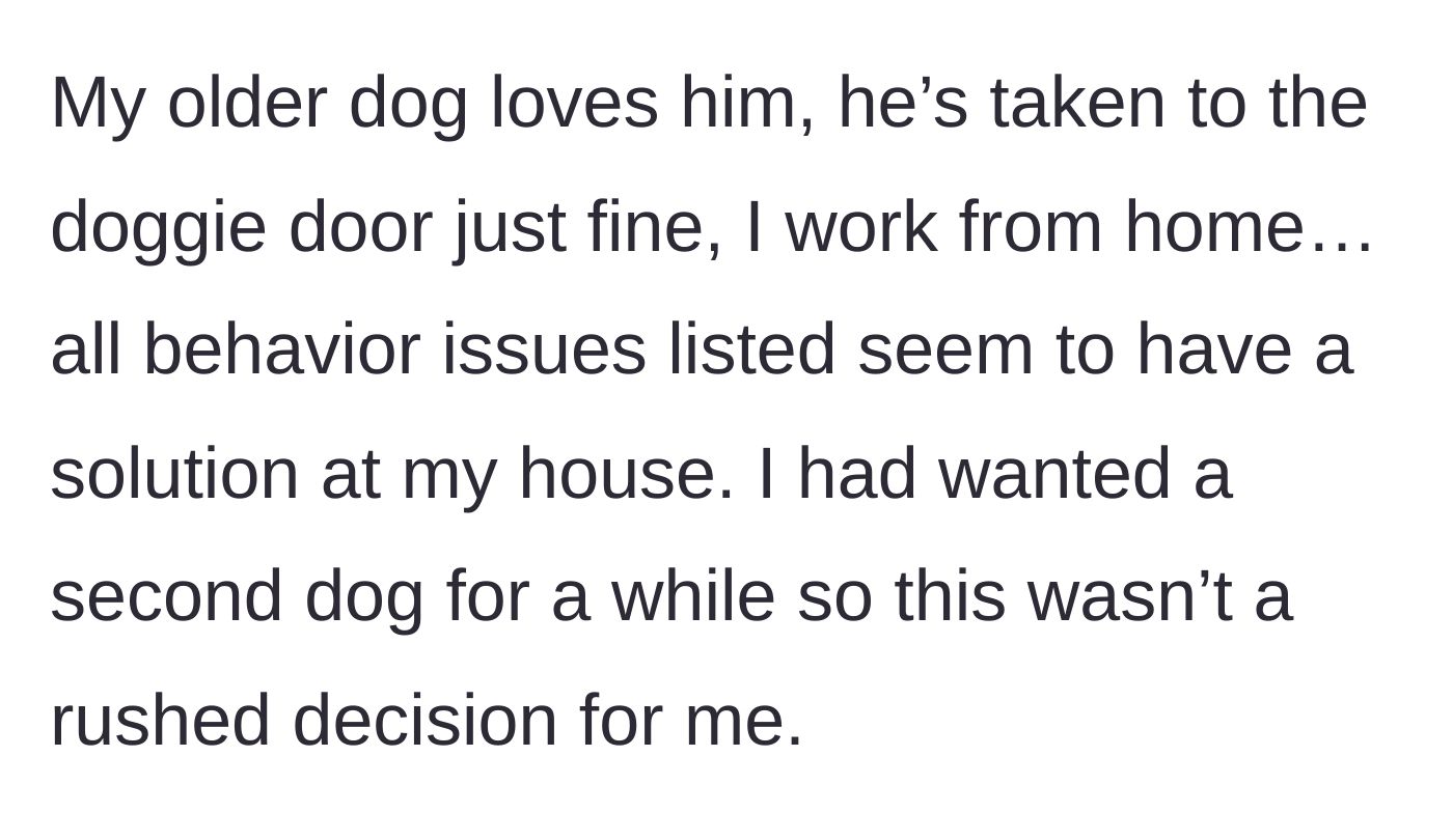 Story part 2 - The author describing their ideal work-from-home setup, their older dog welcoming the new addition, and how well-adjusted the new dog is.