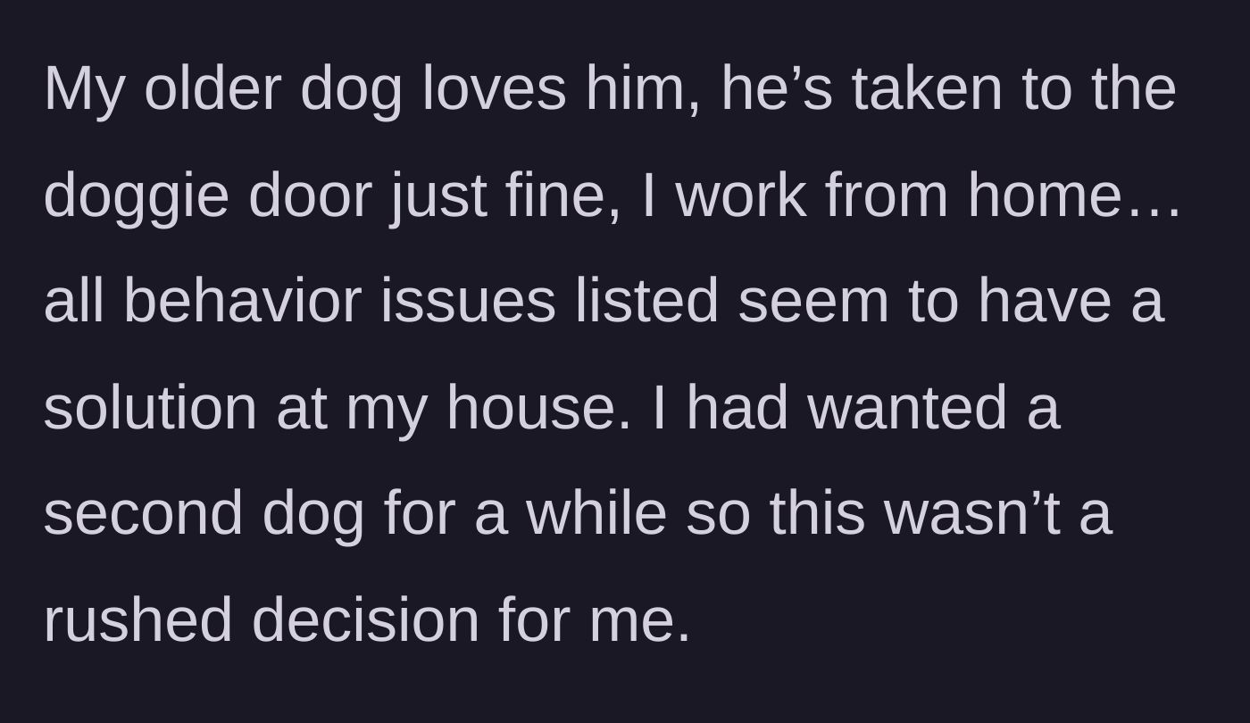 Story part 2 - The author describing their ideal work-from-home setup, their older dog welcoming the new addition, and how well-adjusted the new dog is.
